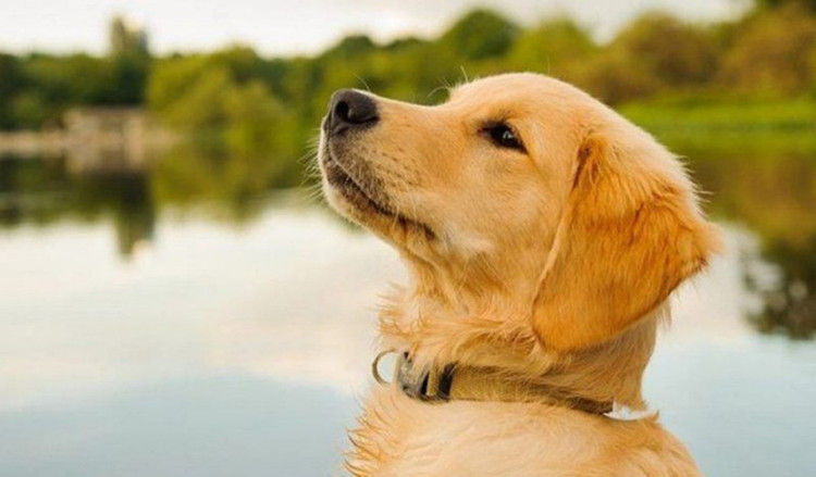 Top con giap Than Tai chieu menh, giau co, may man nhat nam 2024-Hinh-5