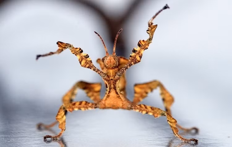 Giat minh loat con trung 