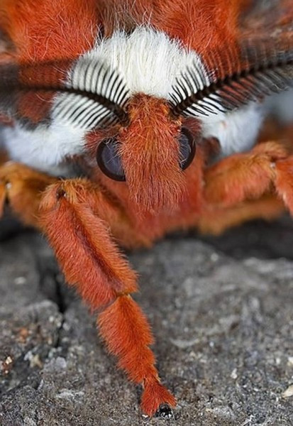 Giật mình loạt côn trùng "ngoài hành tinh" trú ngụ trên Trái đất - Hình 10 Giat minh loat con trung