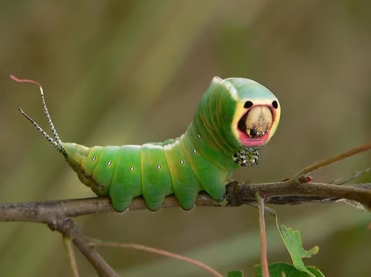 Giat minh loat con trung 