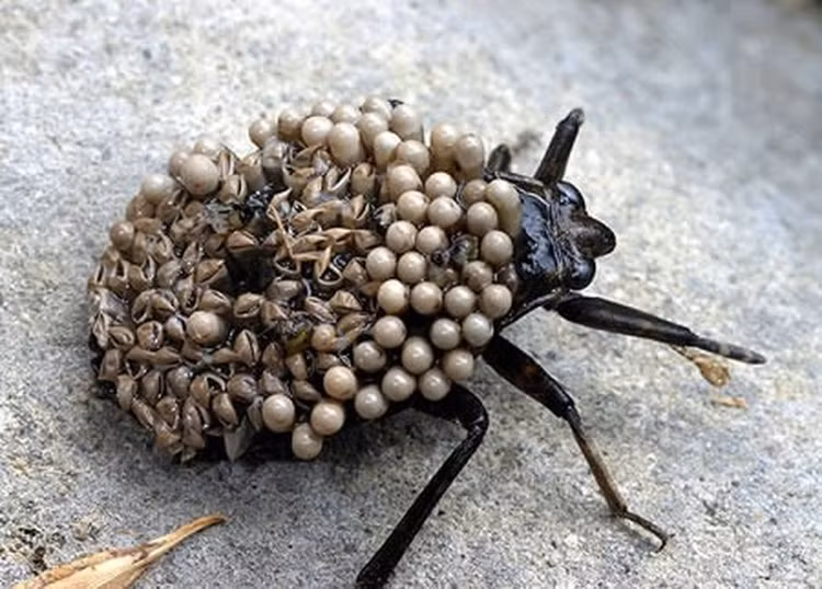 Giat minh loat con trung 