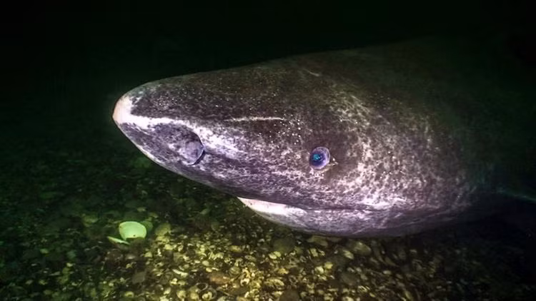 Loai thuy quai co xua, tuy mu loa nhung song dai tram tuoi-Hinh-8