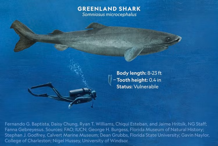 Loai thuy quai co xua, tuy mu loa nhung song dai tram tuoi-Hinh-3