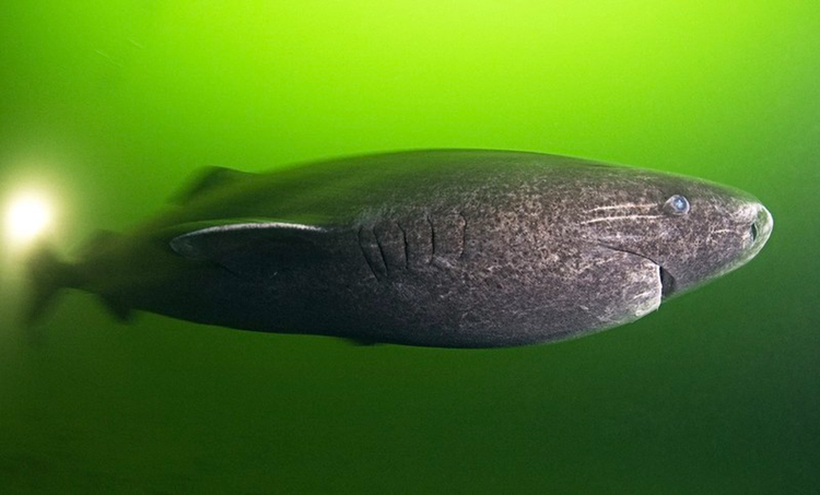 Loai thuy quai co xua, tuy mu loa nhung song dai tram tuoi-Hinh-2