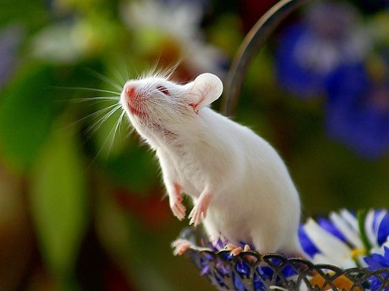 Dung mung 1 Tet Giap Thin: 4 tuoi loc roi trung cua, phat nhu Rong-Hinh-8