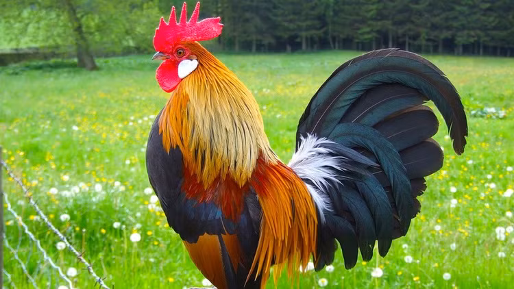 Dung mung 1 Tet Giap Thin: 4 tuoi loc roi trung cua, phat nhu Rong-Hinh-10