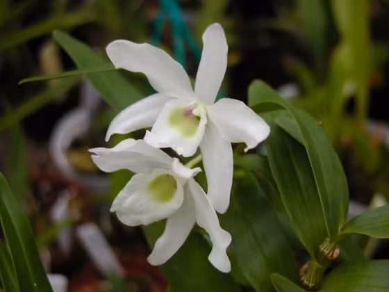 Top loai hoa lan rung cuc hiem, co ten trong Sach do Viet Nam-Hinh-5