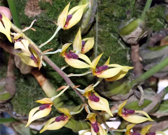 Top loai hoa lan rung cuc hiem, co ten trong Sach do Viet Nam-Hinh-2