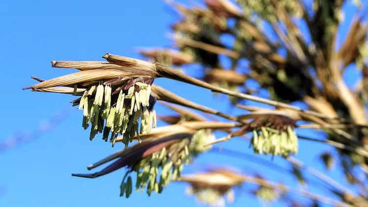 5 loai cay ca doi moi tro bong, hiem nguoi duoc chiem nguong
