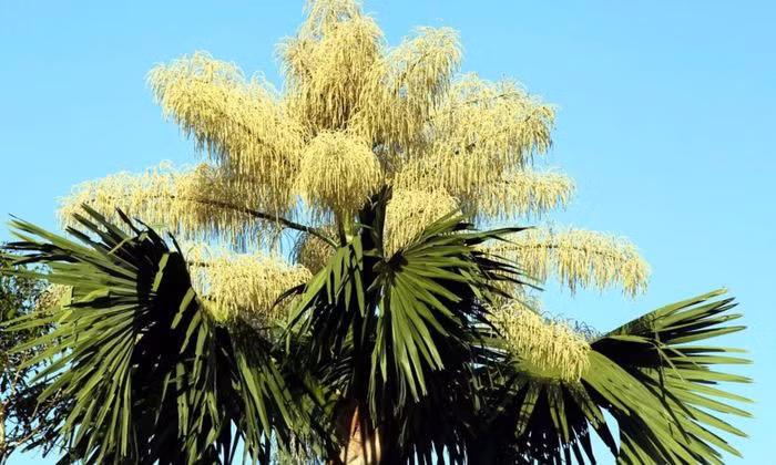 5 loai cay ca doi moi tro bong, hiem nguoi duoc chiem nguong-Hinh-6