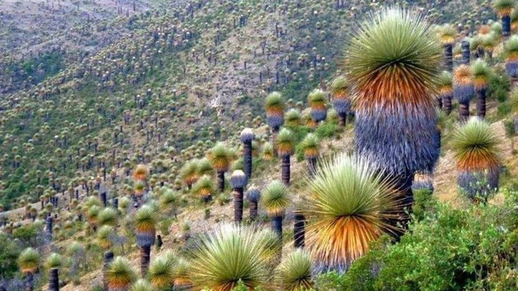 5 loai cay ca doi moi tro bong, hiem nguoi duoc chiem nguong-Hinh-9