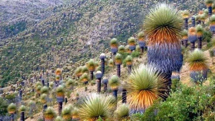 5 loai cay ca doi moi tro bong, hiem nguoi duoc chiem nguong-Hinh-9