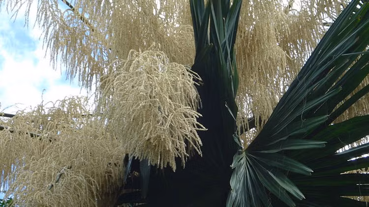 5 loai cay ca doi moi tro bong, hiem nguoi duoc chiem nguong-Hinh-5