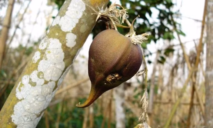 5 loai cay ca doi moi tro bong, hiem nguoi duoc chiem nguong-Hinh-4