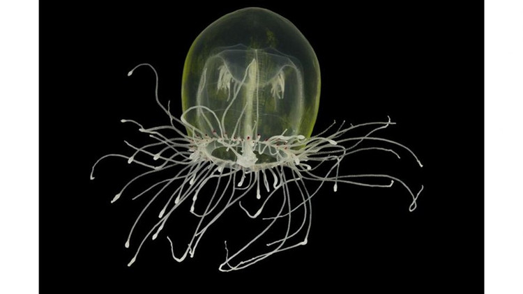 Ve dep la cua dong vat khong xuong tru ngu duoi bien sau