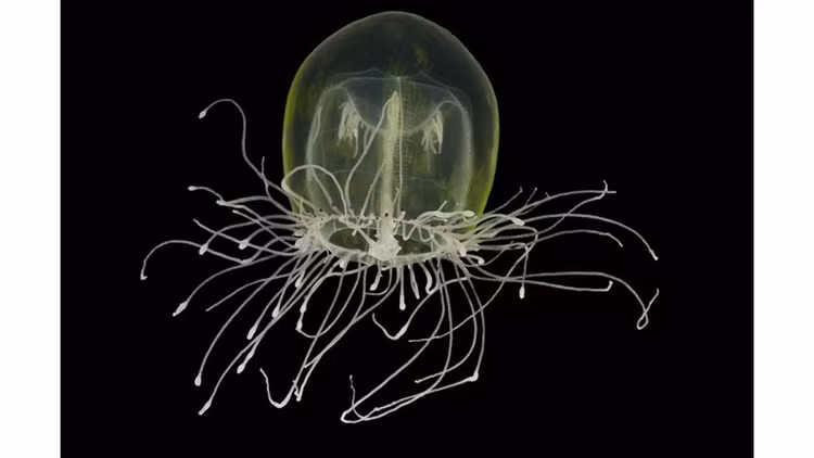 Ve dep la cua dong vat khong xuong tru ngu duoi bien sau