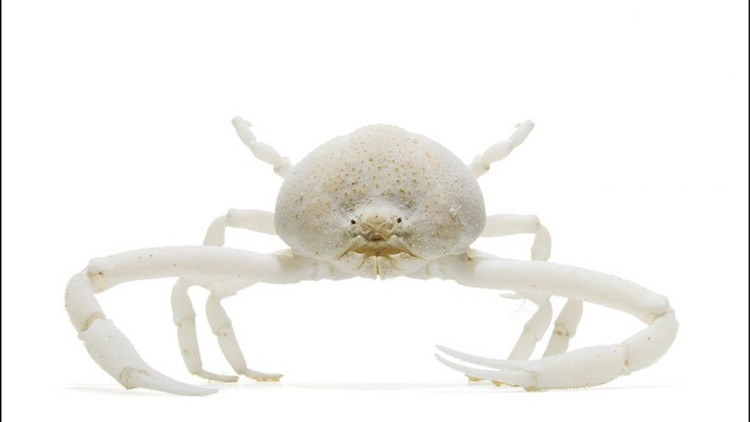 Ve dep la cua dong vat khong xuong tru ngu duoi bien sau-Hinh-6