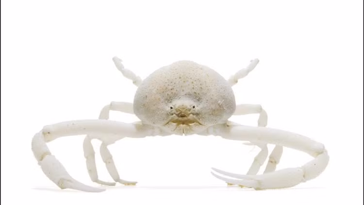 Ve dep la cua dong vat khong xuong tru ngu duoi bien sau-Hinh-6