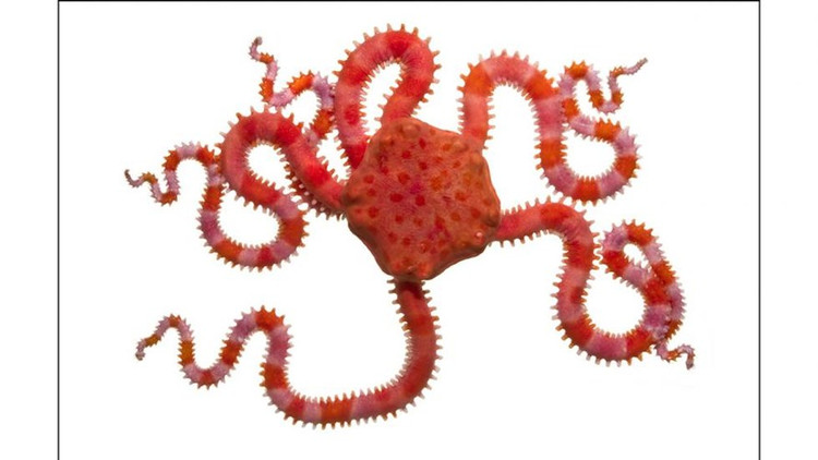 Ve dep la cua dong vat khong xuong tru ngu duoi bien sau-Hinh-3