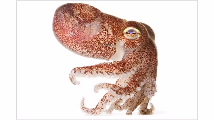 Ve dep la cua dong vat khong xuong tru ngu duoi bien sau-Hinh-2