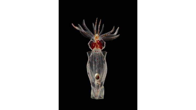 Ve dep la cua dong vat khong xuong tru ngu duoi bien sau-Hinh-4