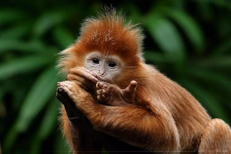 10 ngày tới (1/2 - 10/2/2024): 4 tuổi hứng bão tài lộc, thăng tiến vù vù - Hình 4 10 ngay toi (1/2 - 10/2/2024): 4 tuoi hung bao tai loc, thang tien vu vu-Hinh-4