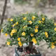 Lên chậu bonsai, loại cây mọc ven đường có giá cao ngất ngưởng