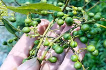 Đặc sản sả rừng hút khách, giá cao ngất ngưởng