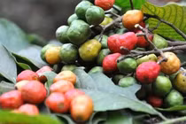 Hà Nội cấm trồng 18 loại cây có độc tố, gai nhọn hoặc dễ gãy đổ