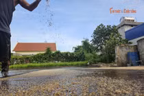 Vụ lúa mới bắt đầu từ những giọt mồ hôi của người nông dân Giao Minh
