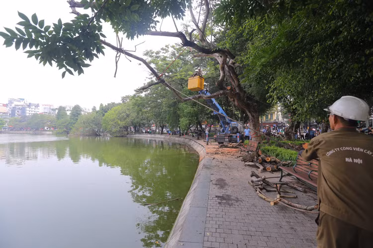 Cơ quan chức năng dự kiến để chặt hạ 3 cây sưa đỏ đã chết sẽ mất khoảng 2-3 ngày. Ảnh: T.Huy
