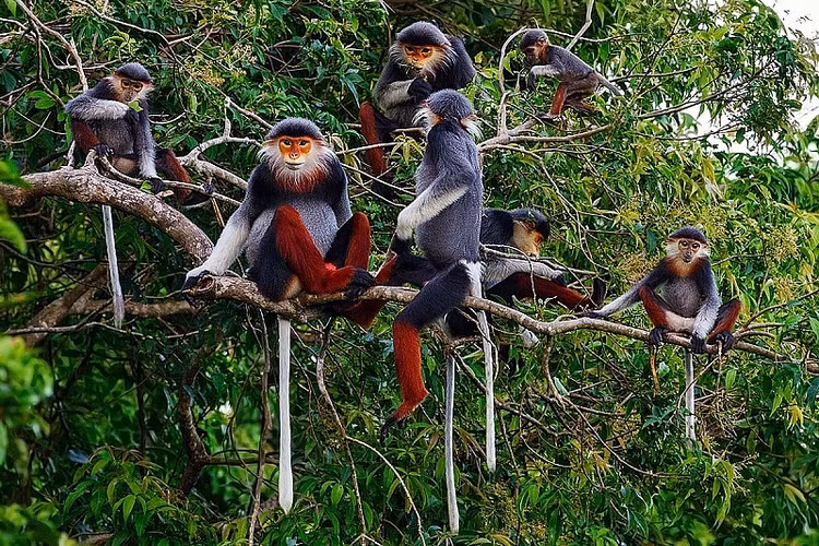 Loài Voọc chà vá chân nâu thuộc nhóm khỉ cựu lục địa (Old World Monkey), Bộ Linh Trưởng (Primates), Họ Khỉ (Ceropithecidae), và Chi chà vá (Pygathrix).Trong cùng chi chà vá còn có 2 loài khác gần giống với Voọc chà vá chân nâu là Voọc chà vá chân xám và Voọc chà vá chân đen. Về cơ bản, ngoại hình và tập tính của 3 loài này khá giống nhau, chỉ khác nhau đặc trưng ở màu sắc cẳng chân là nâu, xám và đen - Ảnh:internet.