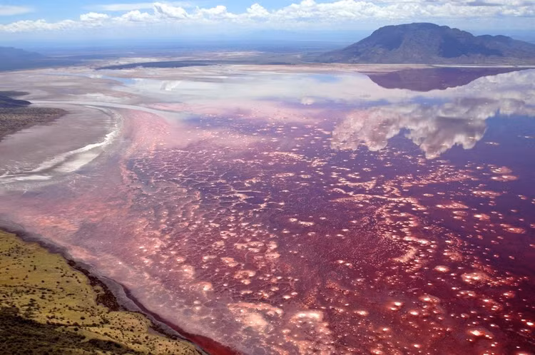 Hồ Natron (Tanzania): Nằm ở Tanzania, hồ Natron được coi là một trong những hồ nguy hiểm nhất thế giới. Bề ngoài hồ nước này có màu đỏ trông như ở trên sao Hỏa và là nơi sinh sống của hàng triệu con hồng hạc. Tuy nhiên, nơi đây nổi tiếng là hồ nước chết chóc nhất hành tinh bởi nồng độ kiềm trong hồ cao hơn bất kỳ nơi nào khác trên thế giới. Các sinh vật rơi xuống hồ sẽ bị hóa đá. Tuy nhiên, một số sinh vật vẫn có thể tồn tại được ở môi trường khắc nghiệt này như tảo, vi khuẩn đặc hữu và đặc biệt là nơi lý tưởng để 2,5 triệu con chim hồng hạc làm tổ trong mùa sinh sản. Ảnh: internet. Hồ Natron (Tanzania): Nằm ở Tanzania, hồ Natron được coi là một trong những hồ nguy hiểm nhất thế giới. Bề ngoài hồ nước này có màu đỏ trông như ở trên sao Hỏa và là nơi sinh sống của hàng triệu con hồng hạc. Tuy nhiên, nơi đây nổi tiếng là hồ nước chết chóc nhất hành tinh bởi nồng độ kiềm trong hồ cao hơn bất kỳ nơi nào khác trên thế giới. Các sinh vật rơi xuống hồ sẽ bị hóa đá. Tuy nhiên, một số sinh vật vẫn có thể tồn tại được ở môi trường khắc nghiệt này như tảo, vi khuẩn đặc hữu và đặc biệt là nơi lý tưởng để 2,5 triệu con chim hồng hạc làm tổ trong mùa sinh sản. Ảnh: internet.