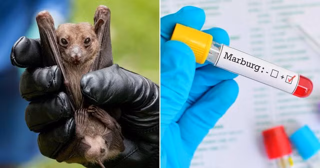 Virus Marburg thường xuất hiện ở loài dơi ăn quả Rousettus aegyptiacus tại Châu Phi. Ảnh: internet. Virus Marburg thường xuất hiện ở loài dơi ăn quả Rousettus aegyptiacus tại Châu Phi. Ảnh: internet.