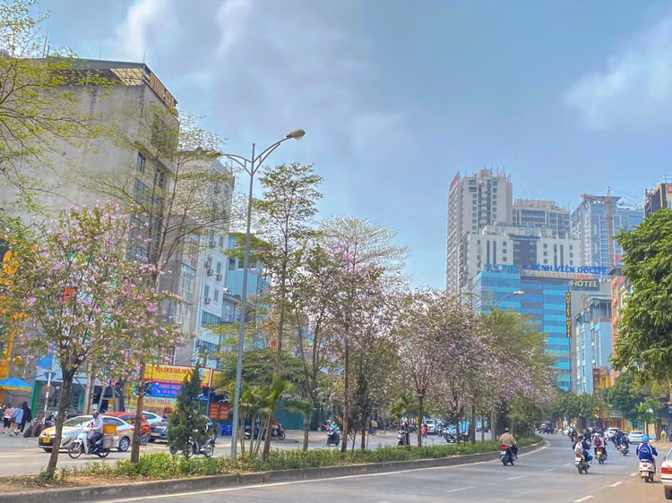 Ban là một loài hoa đặc trưng của vùng Tây Bắc. Hoa có nhiều màu, điển hình là trắng, hồng và đỏ (tím). Dọc dãy phố hoa nở trắng trời, tựa như bức tranh đẹp mùa xuân.