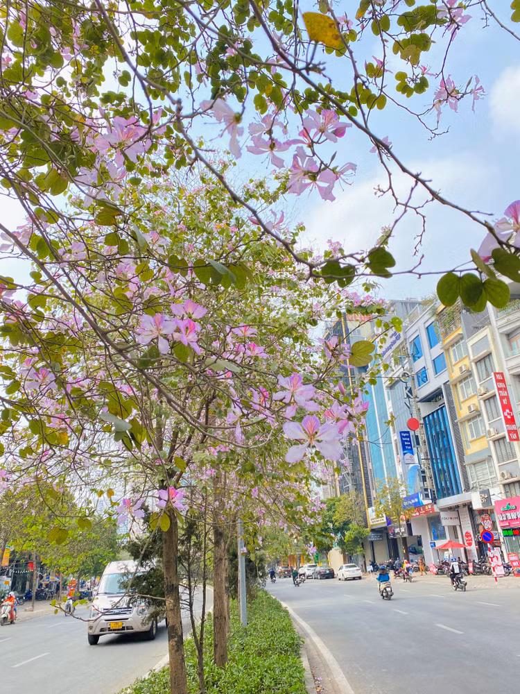 Giữa tháng 2, những cây hoa ban trắng và đỏ nở dọc các tuyến phố Hà Nội như đường Nguyễn Hoàng(ảnh), Hoàng Diệu, Trích Sài, Đào Tấn, Nguyễn Phong Sắc đang nở rực rỡ. Năm nay hoa nở sớm hơn mọi năm gần một tháng - Ảnh: T.Huy.