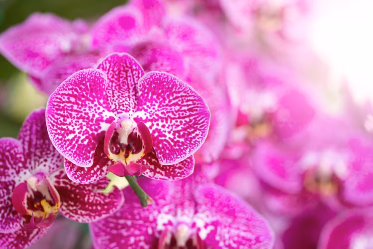 Nữ hoàng của các loài hoa- hoa lan rất đa dạng về chủng loại, màu sắc lại có tuổi thọ cao. Theo phong thủy, hoa lan hồ điệp đại diện cho sự sinh sôi, nảy nở, sự giàu có, phú quý và sung túc. Vì vậy, mắc dù những chậu lan hồ điệp có giá tiền triệu nhưng vẫn luôn được nhiều người "rinh" về nhà chưng trong mỗi dịp Tết đến. Nữ hoàng của các loài hoa- hoa lan rất đa dạng về chủng loại, màu sắc lại có tuổi thọ cao. Theo phong thủy, hoa lan hồ điệp đại diện cho sự sinh sôi, nảy nở, sự giàu có, phú quý và sung túc. Vì vậy, mắc dù những chậu lan hồ điệp có giá tiền triệu nhưng vẫn luôn được nhiều người "rinh" về nhà chưng trong mỗi dịp Tết đến.