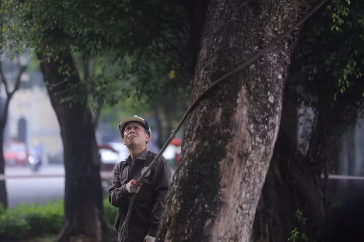 Mặc dù cây đã chết khô nhưng do địa hình hẹp, công tác chặt hạ cây vẫn mất nhiều thời gian.