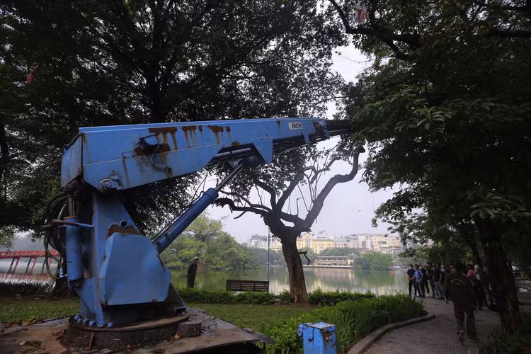 Trước đó, sau khi tiến hành kiểm tra hiện trạng và đánh giá cây xanh, Ban Quản lý hồ Hoàn Kiếm và phố cổ Hà Nội (quận Hoàn Kiếm) đã xác định được 3 cây Sưa bị chết, gồm: 2 cây gần đồng hồ hoa Thụy Sỹ, sát mép hồ và 1 cây đối diện ngã 3 Lò Sũ – Đinh Tiên Hoàng (ô số 94).