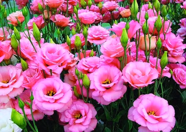 Đúng như cái tên của nó, loài hoa này được nhiều chủ nhà tin rằng có thể đem đến cho họ một năm mới trăm sự cát tường, vạn sự đại cát. Đặc biệt, hoa cát tường màu đỏ còn biểu trưng cho mọi điều tốt đẹp, an lành, thành công rực rỡ. Đúng như cái tên của nó, loài hoa này được nhiều chủ nhà tin rằng có thể đem đến cho họ một năm mới trăm sự cát tường, vạn sự đại cát. Đặc biệt, hoa cát tường màu đỏ còn biểu trưng cho mọi điều tốt đẹp, an lành, thành công rực rỡ.