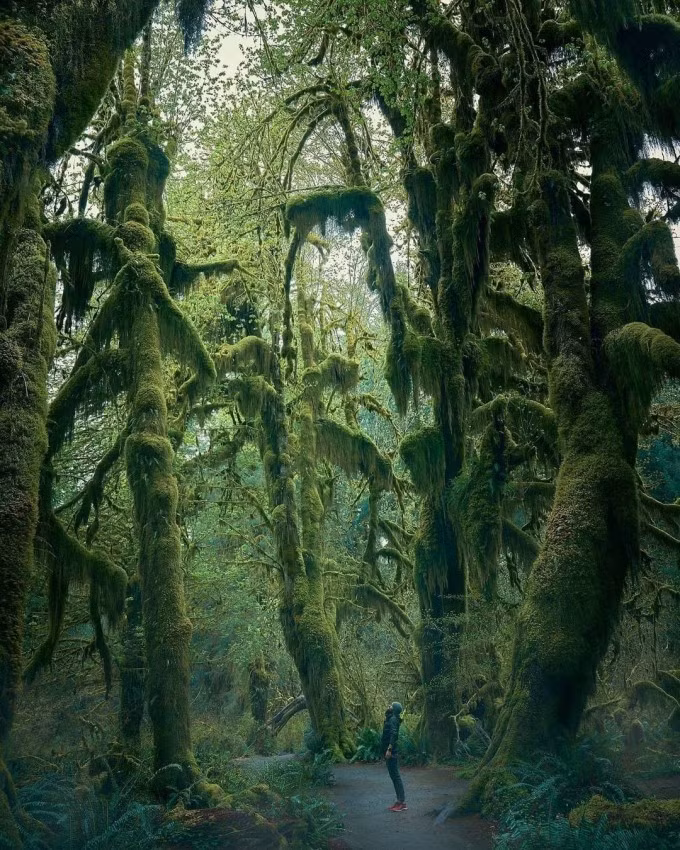 Khu rừng này thuộc Vườn quốc gia Olympic (Olympic National Park), được bảo vệ và không khai thác gỗ.