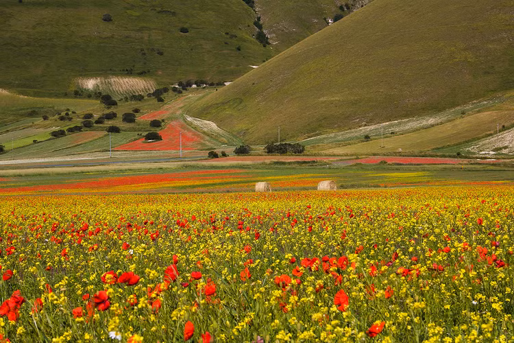 Vùng Umbria ở miền Trung Italy thường bị khách du lịch bỏ qua khi trên đường tìm đến Tuscany, nhưng đây lại là nơi có một trong những điểm ngắm hoa dại mùa xuân ngoạn mục nhất châu Âu. Từ giữa tháng 5 đến giữa tháng 7, tại trung tâm của dãy núi Sibillini, ngôi làng Castelluccio sẽ rực rỡ sắc màu với đa dạng các loài hoa dại bung nở. Ảnh: Italy Magazine Vùng Umbria ở miền Trung Italy thường bị khách du lịch bỏ qua khi trên đường tìm đến Tuscany, nhưng đây lại là nơi có một trong những điểm ngắm hoa dại mùa xuân ngoạn mục nhất châu Âu. Từ giữa tháng 5 đến giữa tháng 7, tại trung tâm của dãy núi Sibillini, ngôi làng Castelluccio sẽ rực rỡ sắc màu với đa dạng các loài hoa dại bung nở. Ảnh: Italy Magazine