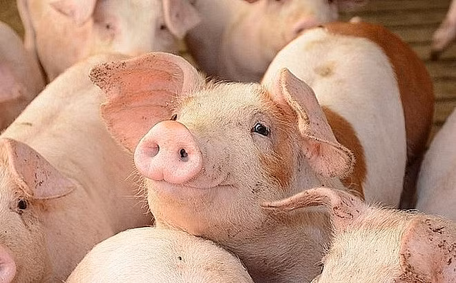 Giá heo hơi hôm nay 18/4: Tăng từ 1.000 – 2.000 đồng/kg trên diện rộng. Ảnh: internet. Giá heo hơi hôm nay 18/4: Tăng từ 1.000 – 2.000 đồng/kg trên diện rộng. Ảnh: internet.