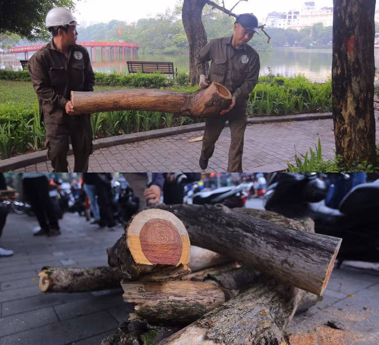 Toàn bộ số gỗ thành phẩm sau khi chặt hạ 3 cây Sưa thì sẽ tổ chức bàn giao cho Trung tâm Quản lý hạ tầng kỹ thuật thành phố Hà Nội tiếp nhận, bảo quản tại kho và thực hiện thanh lý gỗ, củi theo quy định