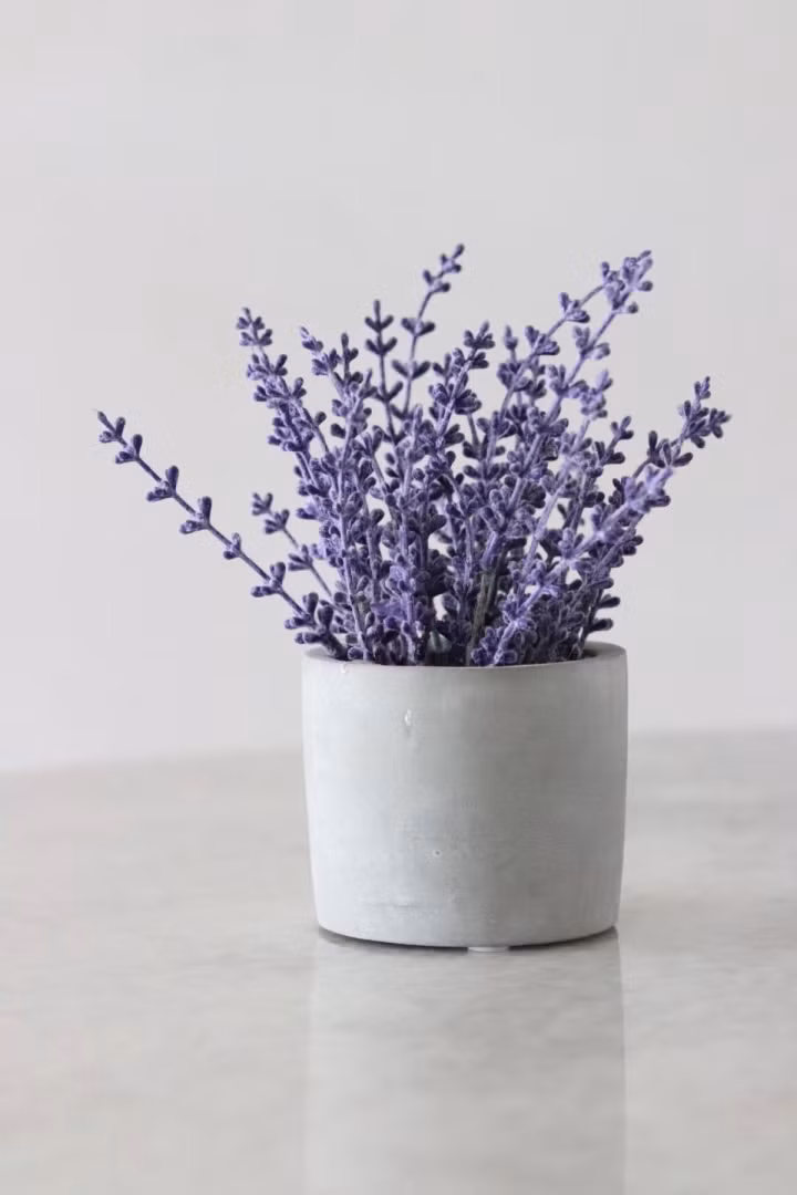 Người ta thường biết rằng hoa oải hương có tác dụng làm dịu và thư giãn. Những bông hoa màu tím có mùi thơm dịu giúp giảm căng thẳng và giảm huyết áp - Ảnh: internet. Người ta thường biết rằng hoa oải hương có tác dụng làm dịu và thư giãn. Những bông hoa màu tím có mùi thơm dịu giúp giảm căng thẳng và giảm huyết áp - Ảnh: internet.