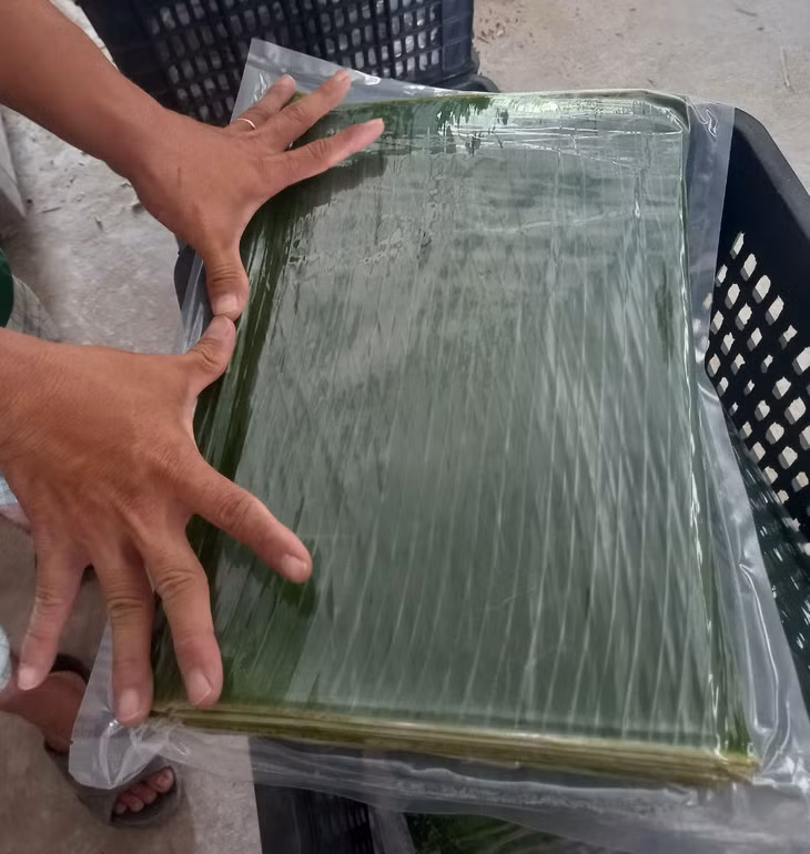 Một doanh nghiệp ở Bình Dương đóng gói lá chuối để xuất khẩu đi Mỹ - Ảnh: T.L.P. Một doanh nghiệp ở Bình Dương đóng gói lá chuối để xuất khẩu đi Mỹ - Ảnh: T.L.P.