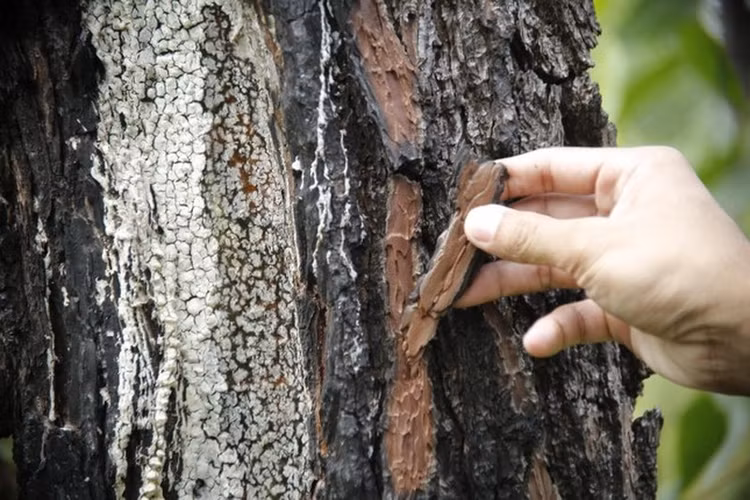 Hàng trăm cây thông ở Quảng Nam bị kẻ xấu khoan lỗ, đổ hóa chất đầu độc ảnh 1