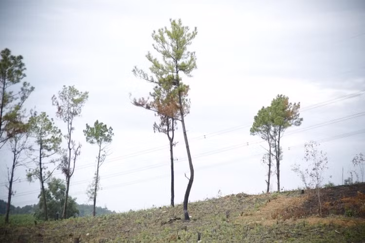 Hàng trăm cây thông ở Quảng Nam bị kẻ xấu khoan lỗ, đổ hóa chất đầu độc ảnh 8
