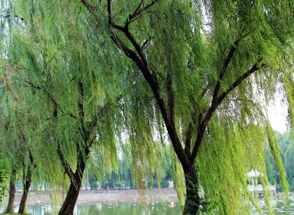 Ảnh minh họa. Ảnh minh họa.