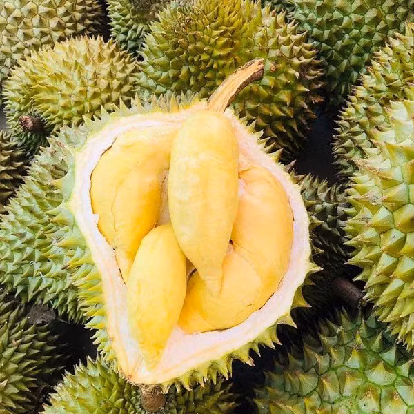 Sầu riêng giá mua tại vườn dao động từ 50.000 – 60.000 đồng/kg. Còn giá rẻ hơn có thể là hàng dạt, hàng kém chất lượng. Sầu riêng giá mua tại vườn dao động từ 50.000 – 60.000 đồng/kg. Còn giá rẻ hơn có thể là hàng dạt, hàng kém chất lượng.